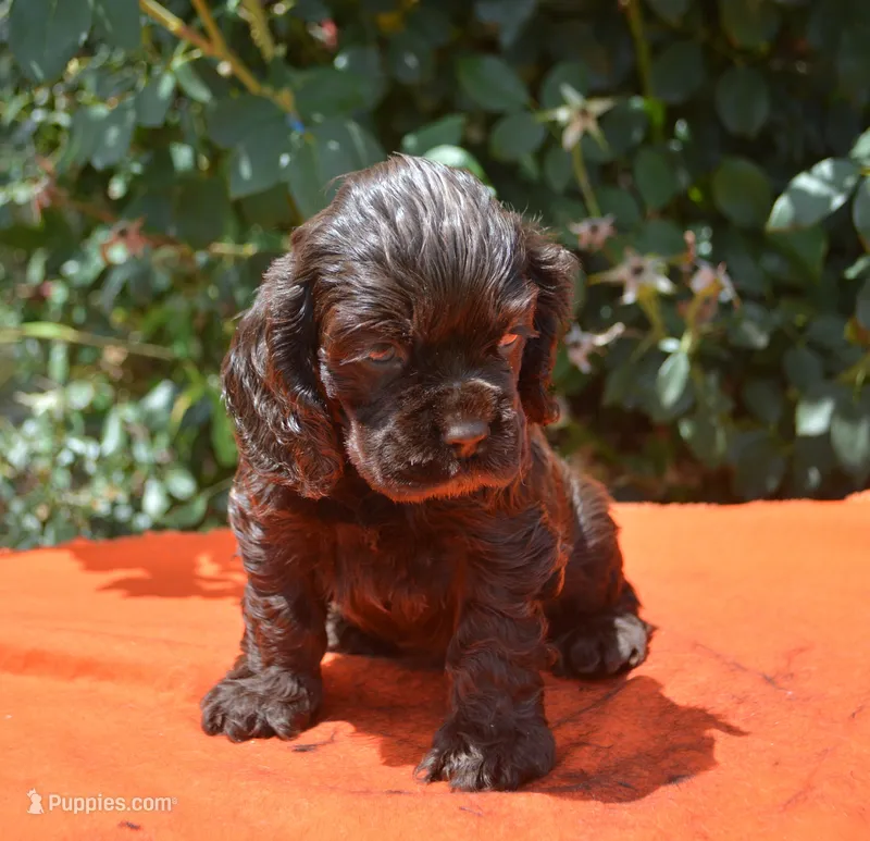 Chocolate Boy AKC – Cocker Spaniel puppy for sale in Kaufman, TX