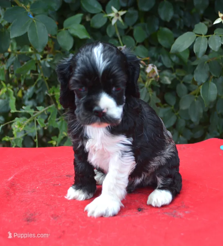 Black Party Merle Boy – Cocker Spaniel puppy for sale in Kaufman, TX