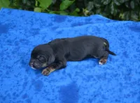 Black with Tan Points Male #2, a male Cocker Spaniel for sale in Kaufman, TX – 3 of 3