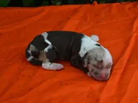 Chocolate Tri Merle Boy, a male Cocker Spaniel for sale in Kaufman, TX – 1 of 3