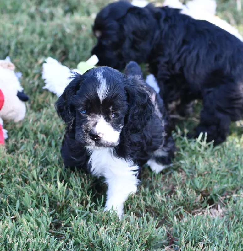 Black Party Merle Boy – Cocker Spaniel puppy for sale in Kaufman, TX