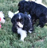 Black Party Merle Boy, a male Cocker Spaniel for sale in Kaufman, TX – 1 of 9