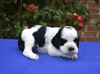 AKC Black Tri Male 2, a male Cocker Spaniel for sale in Kaufman, TX – 3 of 4