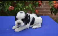AKC Black Tri Male 2, a male Cocker Spaniel for sale in Kaufman, TX – 4 of 4