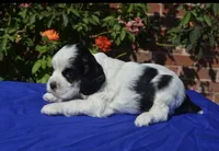 AKC Black Tri 1 male , a male Cocker Spaniel for sale in Kaufman, TX – 2 of 5