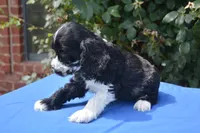 Black Party Merle Boy, a male Cocker Spaniel for sale in Kaufman, TX – 5 of 9