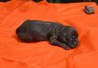 Chocolate with Tan Points Boy #2, a male Cocker Spaniel for sale in Kaufman, TX – 2 of 3