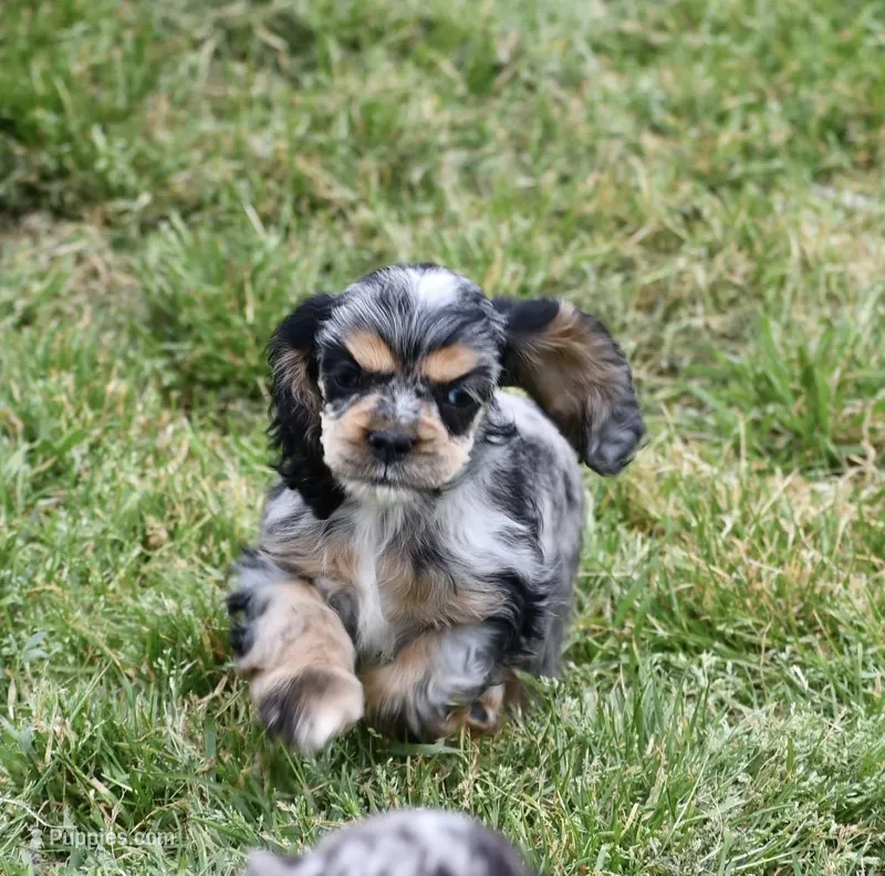 AKC Blue Merle with Tan Points , a female Cocker Spaniel for sale in Kaufman, TX – Photo 1 of 2