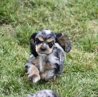 AKC Blue Merle with Tan Points , a female Cocker Spaniel for sale in Kaufman, TX – Photo 1 of 2