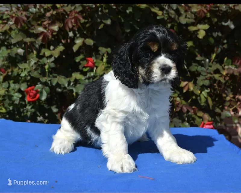 AKC Black Tri – Cocker Spaniel puppy for sale in Kaufman, TX