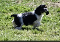 AKC Black Tri, a female Cocker Spaniel for sale in Kaufman, TX – Photo 5 of 5
