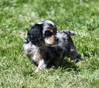 AKC Blue Merle with Tan Points , a female Cocker Spaniel for sale in Kaufman, TX – Photo 2 of 2