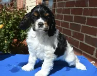 AKC Black Tri, a female Cocker Spaniel for sale in Kaufman, TX – Photo 3 of 5