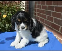 AKC Black Tri, a female Cocker Spaniel for sale in Kaufman, TX – Photo 4 of 5