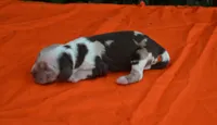 Chocolate Tri Merle Boy, a male Cocker Spaniel for sale in Kaufman, TX – 3 of 3