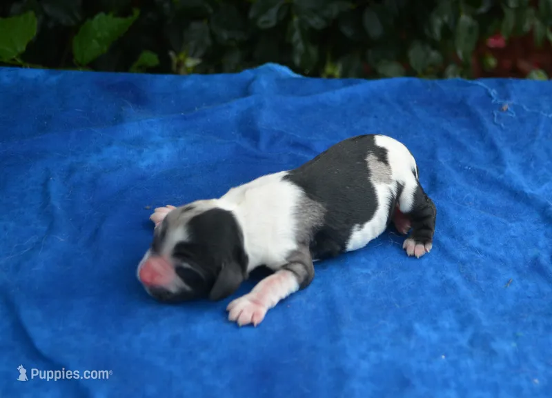 Black Tri Merle Boy – Cocker Spaniel puppy for sale in Kaufman, TX