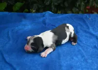 Black Tri Merle Boy, a male Cocker Spaniel for sale in Kaufman, TX – 1 of 3