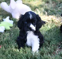 Black Party Merle Boy, a male Cocker Spaniel for sale in Kaufman, TX – 2 of 9