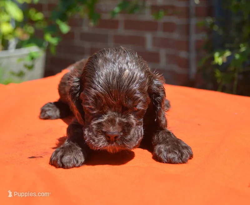 Chocolate #1 Boy AKC – Cocker Spaniel puppy for sale in Kaufman, TX