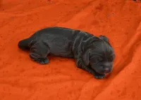 Chocolate Boy AKC, a male Cocker Spaniel for sale in Kaufman, TX – 2 of 3