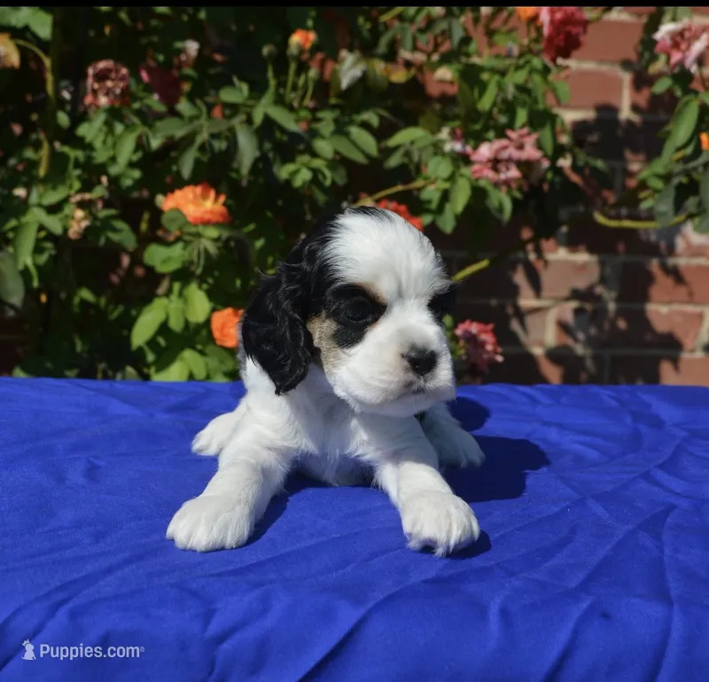 AKC Black Tri 1 male  – Cocker Spaniel puppy for sale in Kaufman, TX