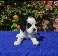 AKC Black Tri 1 male , a male Cocker Spaniel for sale in Kaufman, TX – 1 of 5