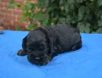 Black with Tan Points Male #2, a male Cocker Spaniel for sale in Kaufman, TX – 2 of 3
