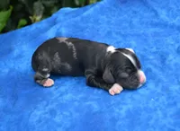 Black Party Merle Boy, a male Cocker Spaniel for sale in Kaufman, TX – 2 of 3