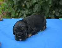 Black with Tan Points Male #1, a male Cocker Spaniel for sale in Kaufman, TX – 3 of 3