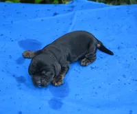 Black with Tan Points Male #1, a male Cocker Spaniel for sale in Kaufman, TX – 3 of 3