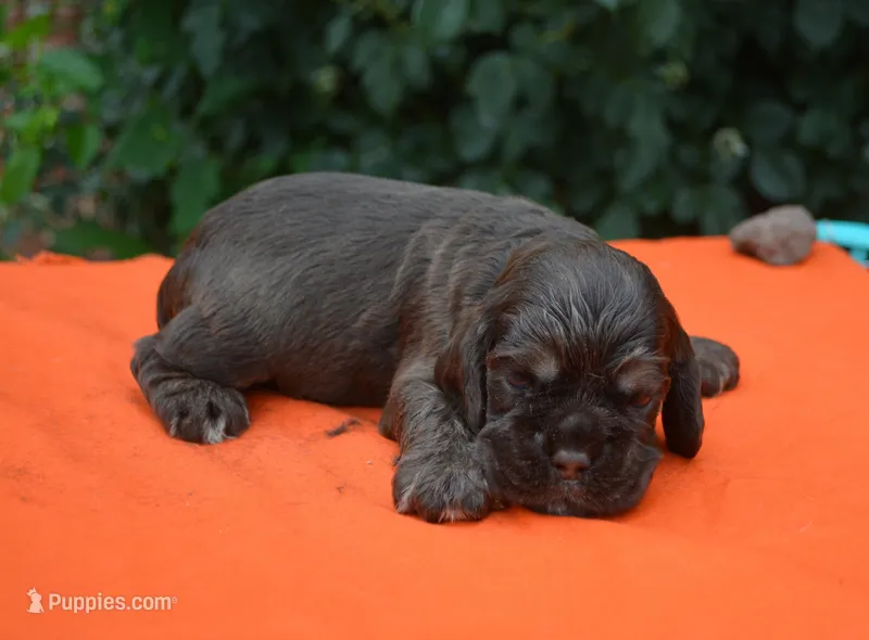 Chocolate with Tan Points Boy #2 – Cocker Spaniel puppy for sale in Kaufman, TX