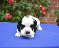 AKC Black Tri Male 2, a male Cocker Spaniel for sale in Kaufman, TX – 2 of 4