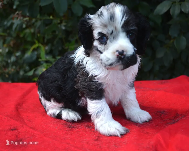 Black Tri Merle Boy – Cocker Spaniel puppy for sale in Kaufman, TX