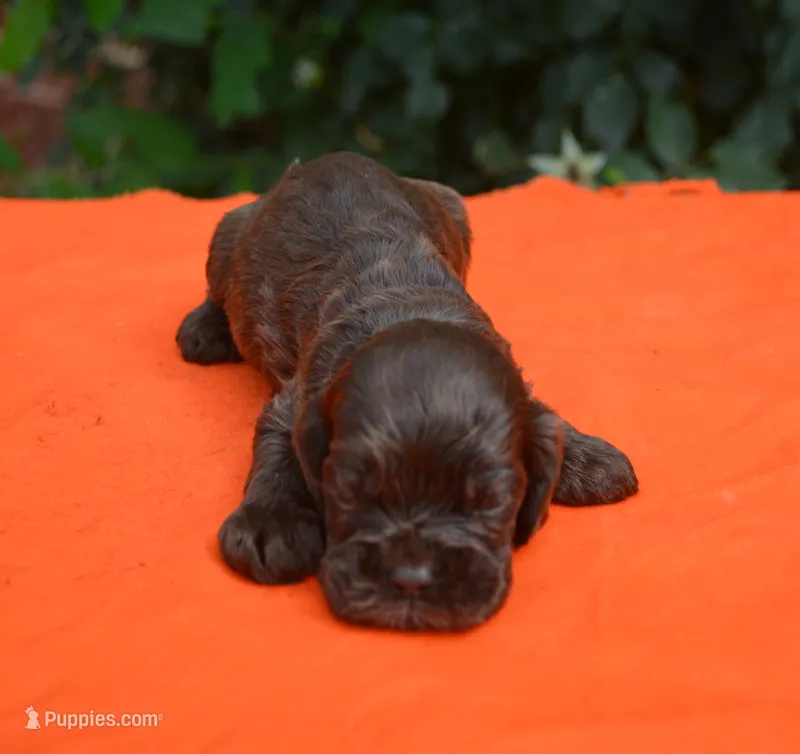 Chocolate #2 Boy AKC – Cocker Spaniel puppy for sale in Kaufman, TX