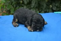 Black with Tan Points Male #1, a male Cocker Spaniel for sale in Kaufman, TX – 2 of 3