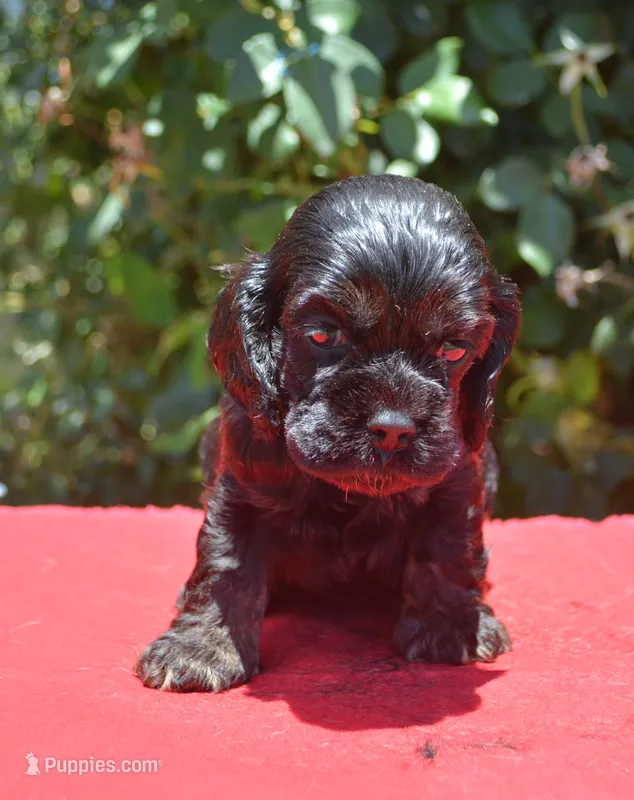 Black with Tan Points Male #2 – Cocker Spaniel puppy for sale in Kaufman, TX