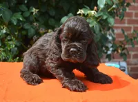 Chocolate #1 Boy AKC, a male Cocker Spaniel for sale in Kaufman, TX – 5 of 8