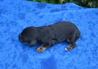 Black with Tan Points Male #2, a male Cocker Spaniel for sale in Kaufman, TX – 2 of 3