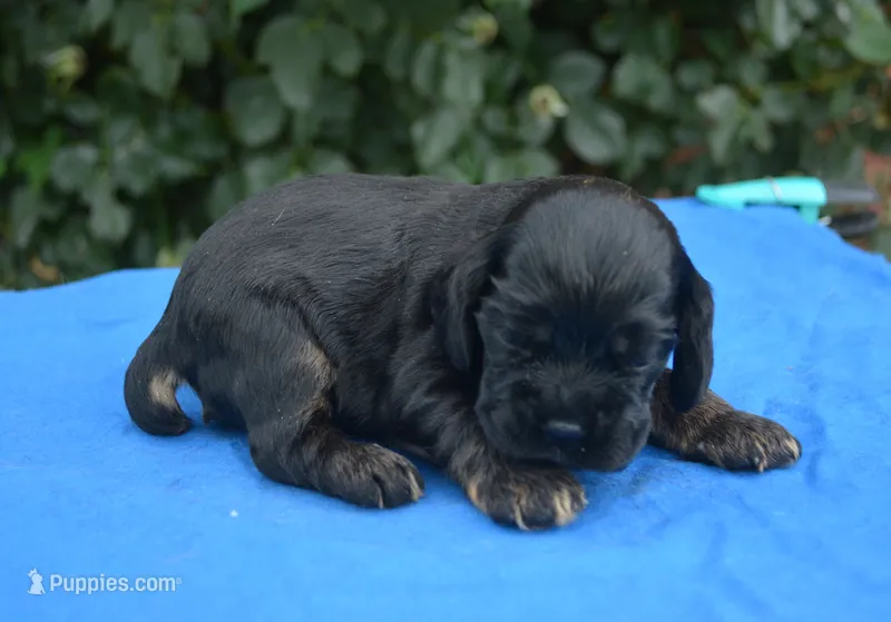 Black with Tan Points Male #2 – Cocker Spaniel puppy for sale in Kaufman, TX