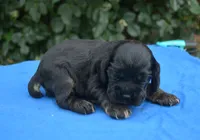 Black with Tan Points Male #2, a male Cocker Spaniel for sale in Kaufman, TX – 1 of 3