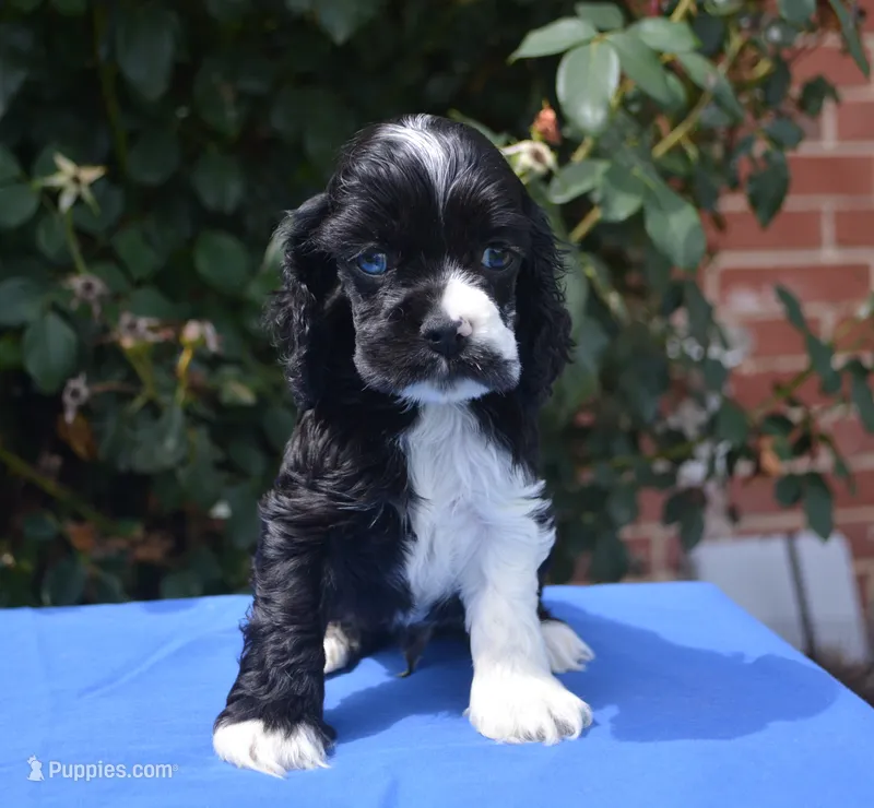 Black Party Merle Boy – Cocker Spaniel puppy for sale in Kaufman, TX