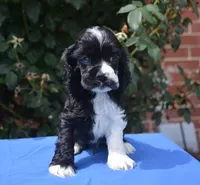 Black Party Merle Boy, a male Cocker Spaniel for sale in Kaufman, TX – 4 of 9