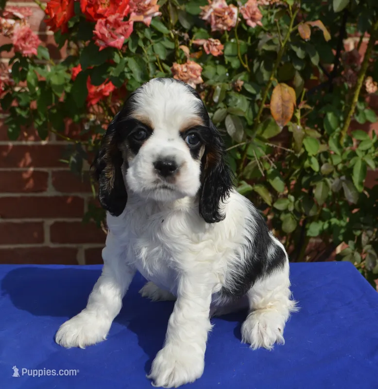 AKC Black Tri 1 male  – Cocker Spaniel puppy for sale in Kaufman, TX