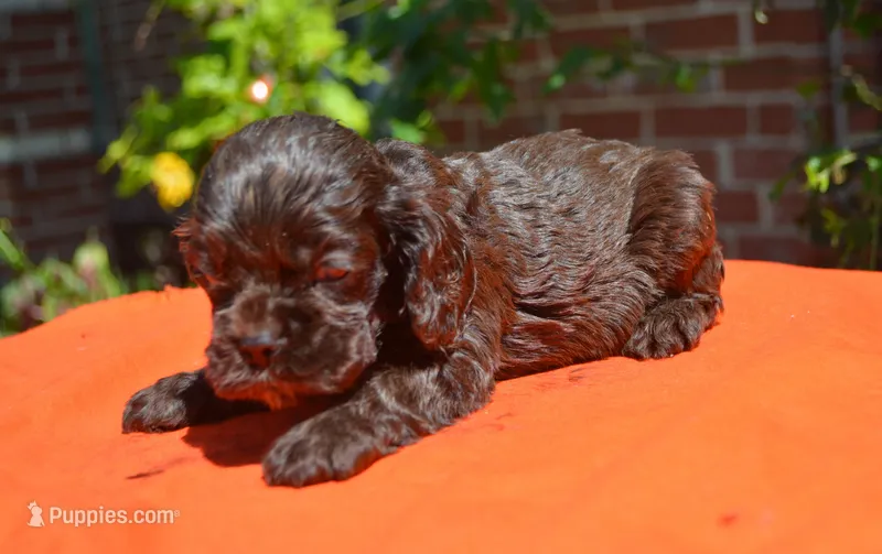 Chocolate #2 Boy AKC – Cocker Spaniel puppy for sale in Kaufman, TX
