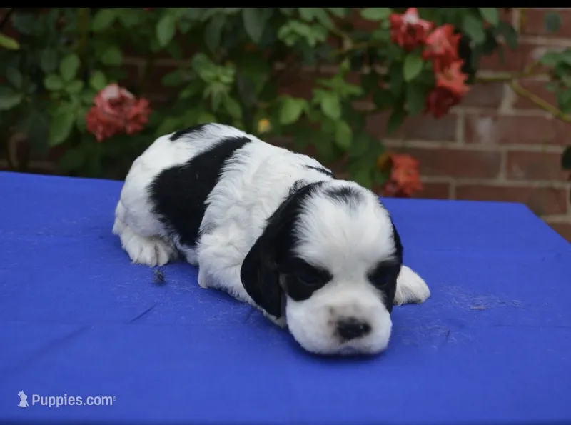 AKC Black Tri Male 2 – Cocker Spaniel puppy for sale in Kaufman, TX