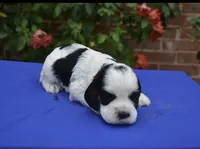 AKC Black Tri Male 2, a male Cocker Spaniel for sale in Kaufman, TX – 1 of 4