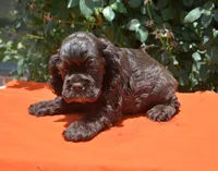Chocolate #1 Boy AKC, a male Cocker Spaniel for sale in Kaufman, TX – 7 of 8