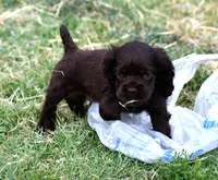 Chocolate #1 Boy AKC, a male Cocker Spaniel for sale in Kaufman, TX – 2 of 8