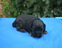 Black with Tan Points Male #2, a male Cocker Spaniel for sale in Kaufman, TX – 3 of 3