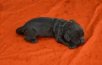 Chocolate Boy AKC, a male Cocker Spaniel for sale in Kaufman, TX – 1 of 3